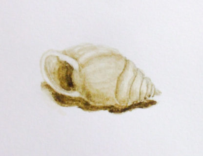 Raw Umber - Image 2