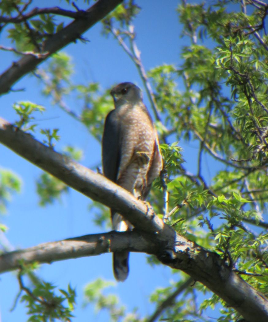 Urban Raptor V2 Urban Raptor – Ancient Earth Pigments